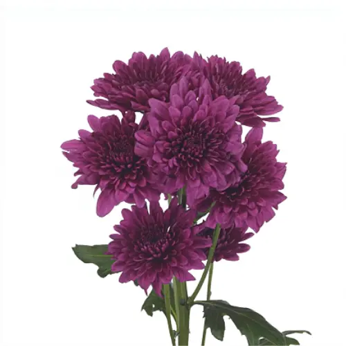 Chr Spray- Lamira (60)