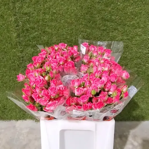 Spray Rose -Eileen (50)