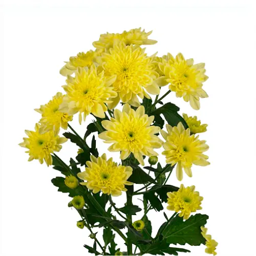 Chr Spray- Bonita yellow (60)