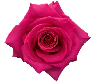 Rose -Pink Floyd (50) EC