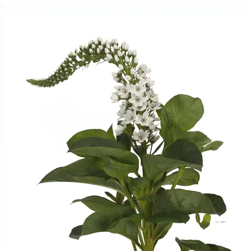 Lysimachia- White(50) 