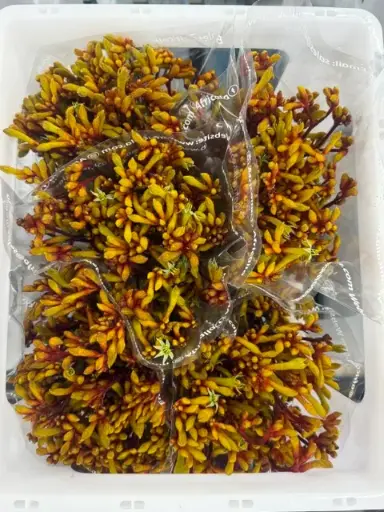 Kangroo Paw - Orange (70)