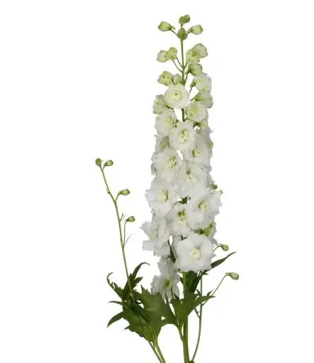 Delphinium - White