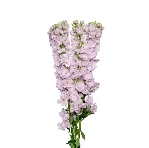Delphinium - Pink 
