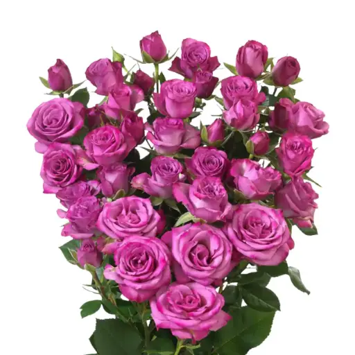 Spray Rose -Fiction (50) 