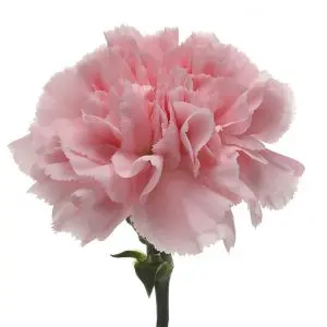 Carnation Single-Light Pink -(20 stems)