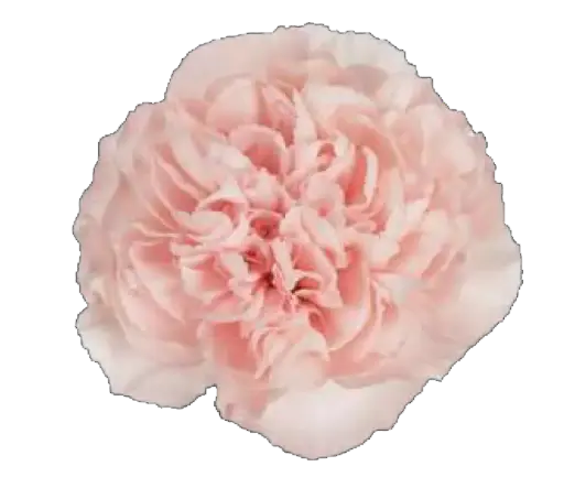Carnation Single-Light Pink -(20 stems)