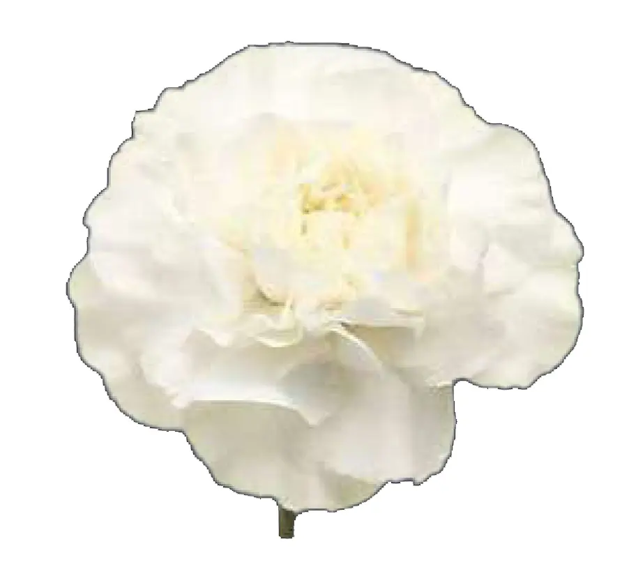 Carnation Single-White (60) - 20 Stems