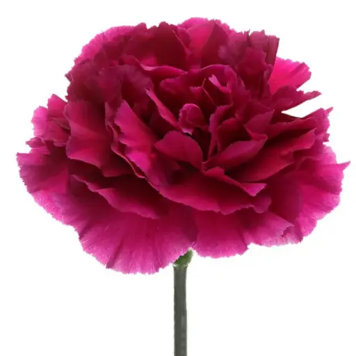 Carnation Single-Dark Pink - (20 Stems)
