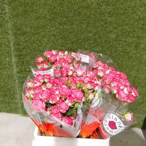 Spray Rose -Hailey (50)