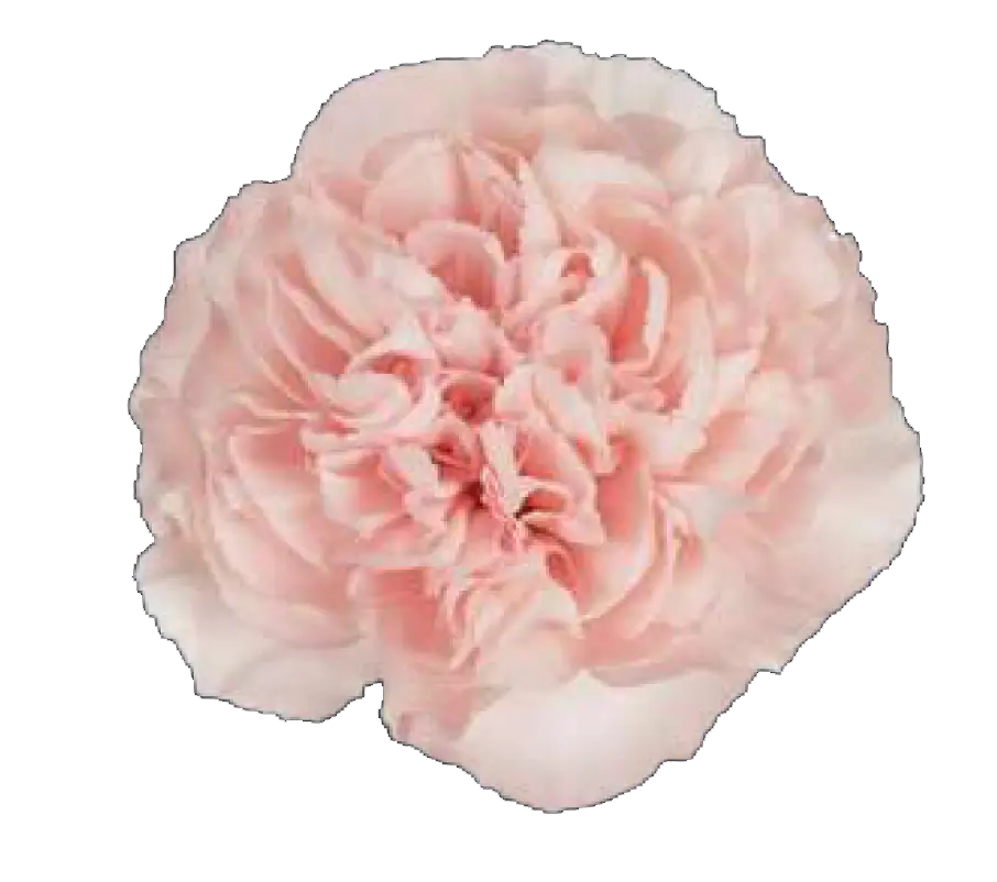 Carnation Single-Light Pink (50) -20 stems