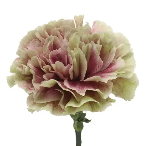 Carnation Single- Bi Colour -(20 Stems) 