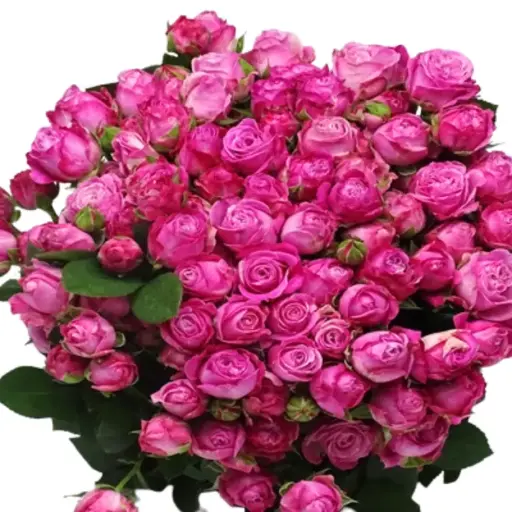 Spray Rose -Lady Bombastic (60)