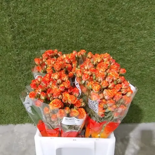 Spray Rose -Azore (50)