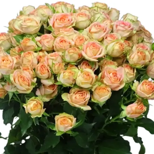 Spray Rose -Azore (50)