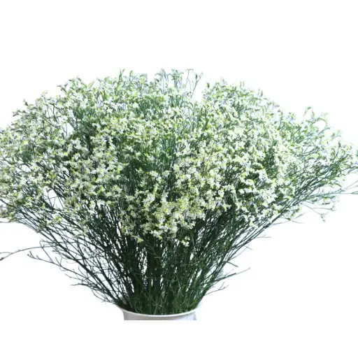 Limonium- White (50)- 5 Stems