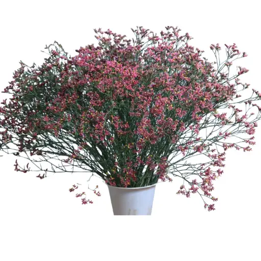 Limonium- Pink (50) -5 stems
