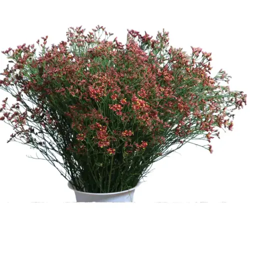 Limonium- Red (50)-5 Stems