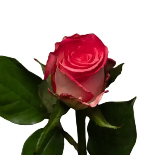 Rose -Nicoletta (50) 
