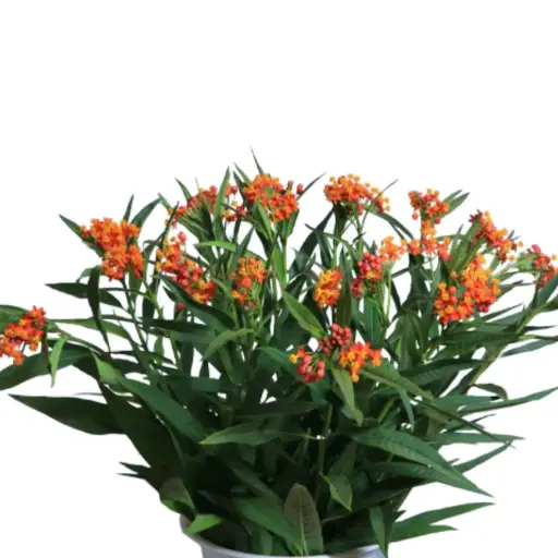 Asclepias