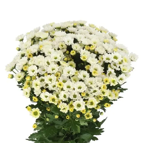 Chr Spray-Rossi White