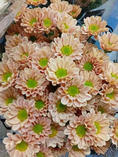 Chr Spray-Rossi Salmon