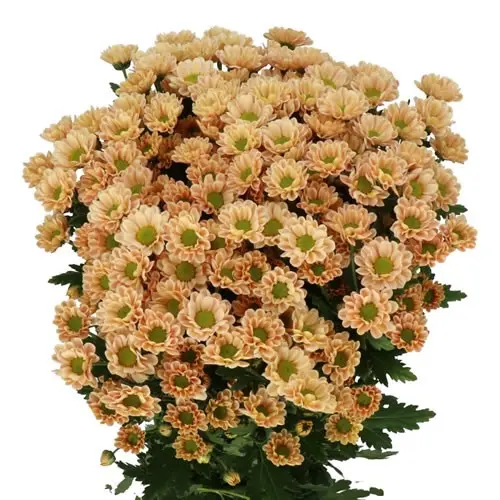 Chr Spray-Rossi Salmon