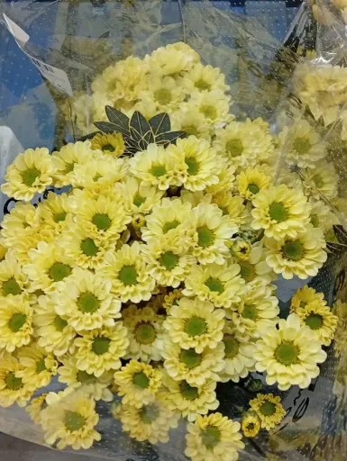 Chr Spray-Rossi Yellow