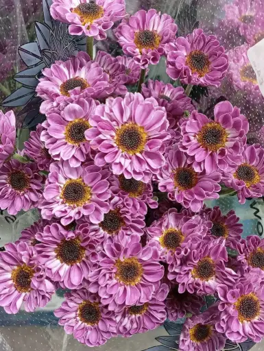 Chr Spray-Rossi Purple