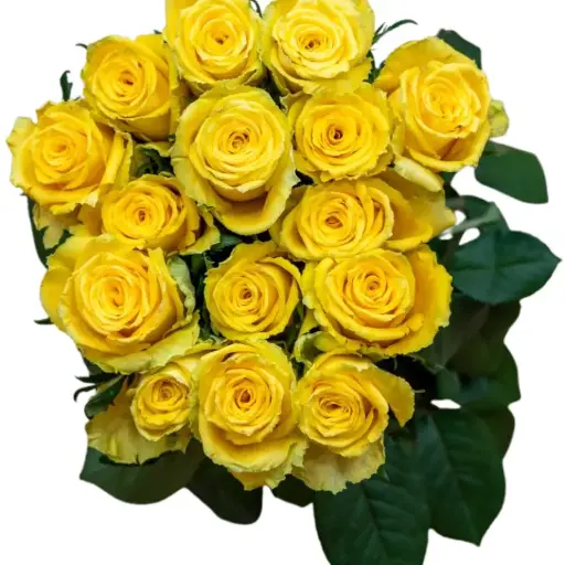 Rose -Good Times (50) 