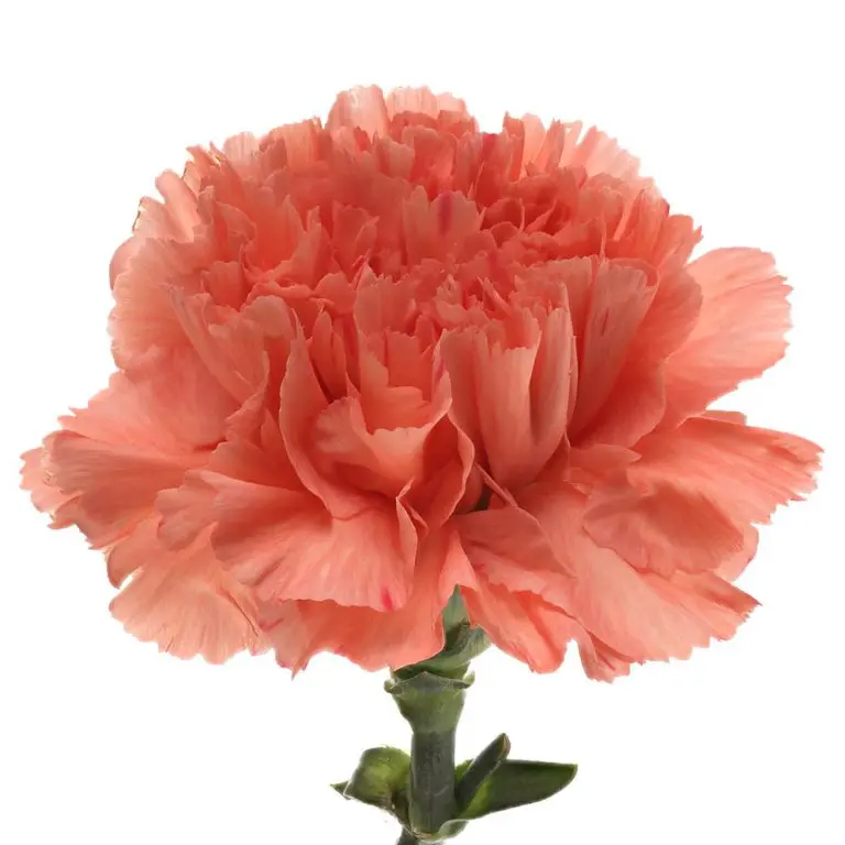 Val-Carnation Single - Orange -(20 Stems) 