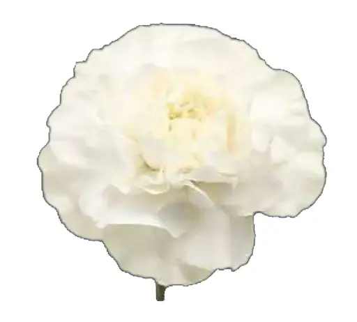Val-Carnation Single-White - (20 Stems) 