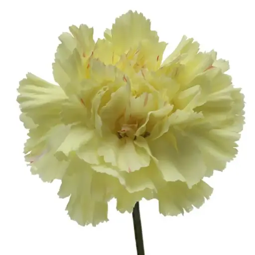 Val-Carnation Single-Yellow-(20stems) 