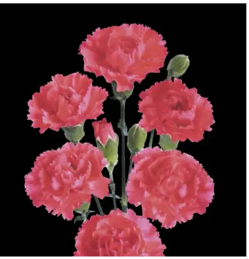 Chr-Carnation Spray-Red (50)  