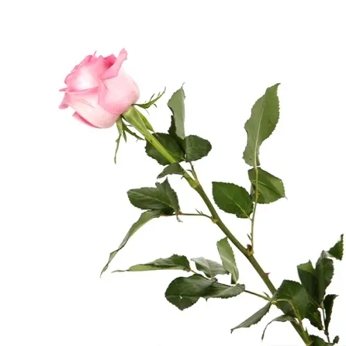 Val-Rose -Revival 