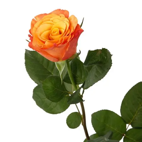 Val-Rose -Confidential 