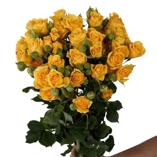 Val-Spray Rose-Marisa
