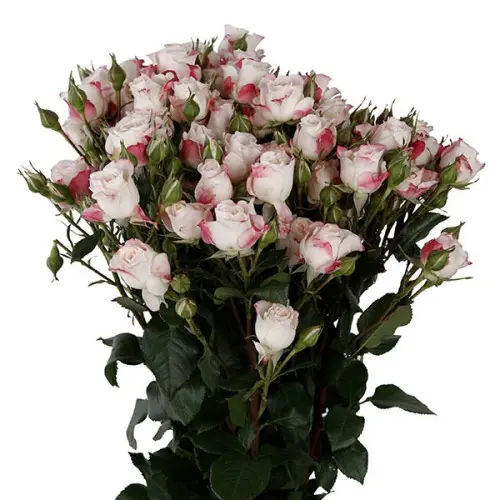 Val-Spray Rose-Reflex