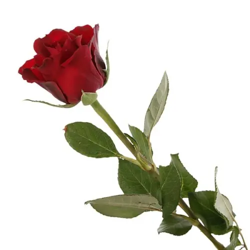 Val-Rose -Ever red
