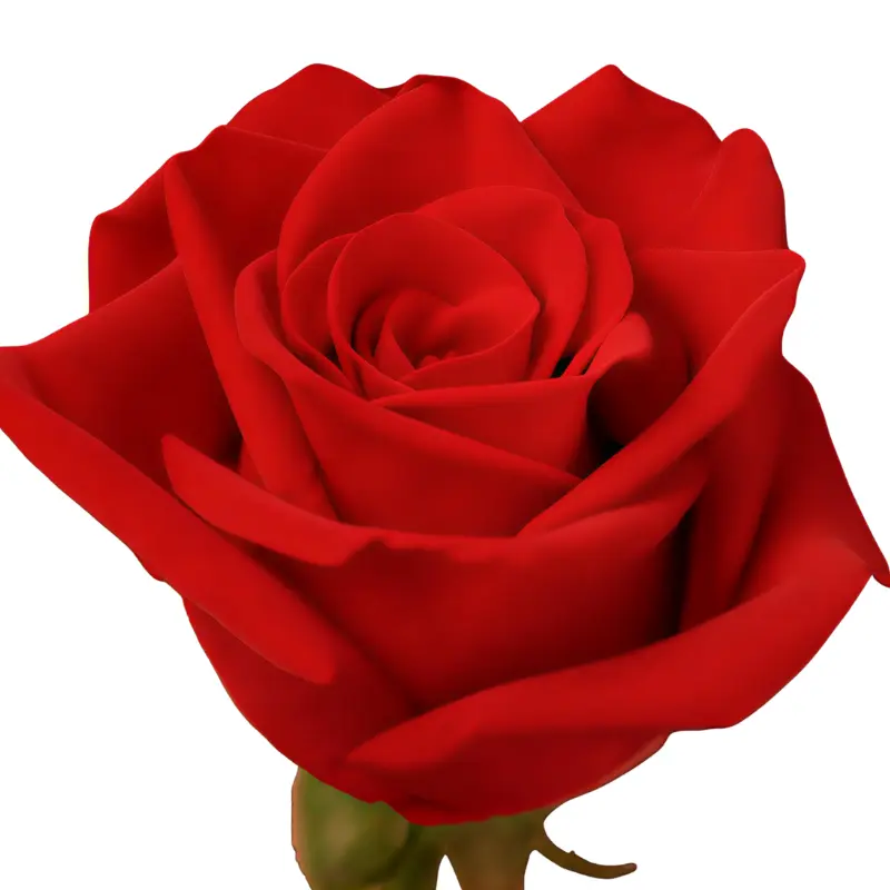 Val- Rose -Freedom (EC)