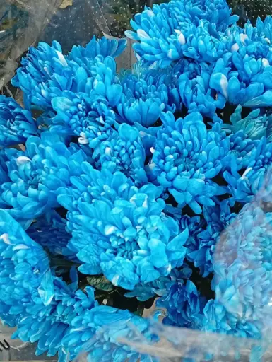 Chr -Spray-Malibu Blue (70) 