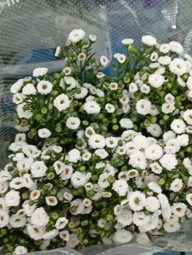 Aster-White- (25 stems) 