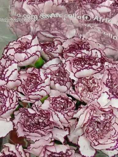Carnation Single - Purple Double Color-(20 Stems) 