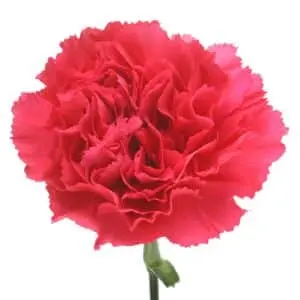 Carnation Single-Cerise Pink - (20 Stems) 