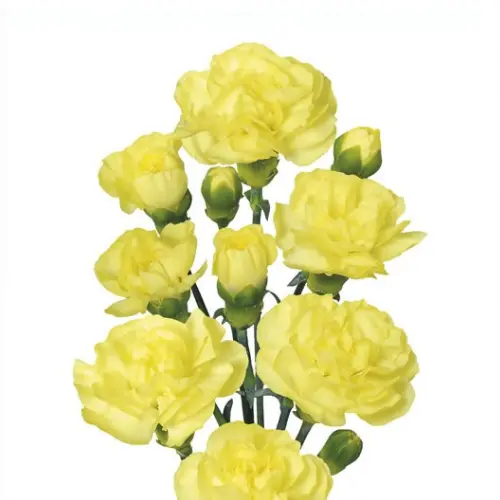 Carnation Spray-Yellow (60) 