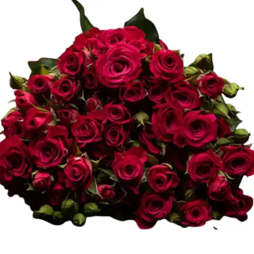 Spray Rose-Glorius (60) 