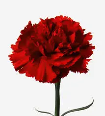 Val-Carnation Single-Red (20-Stems) 