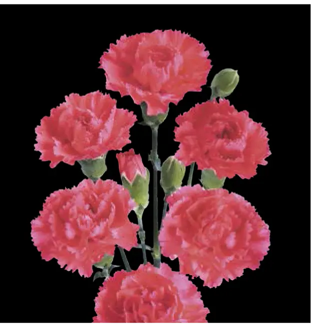 Val-Carnation Spray-Red (50)  