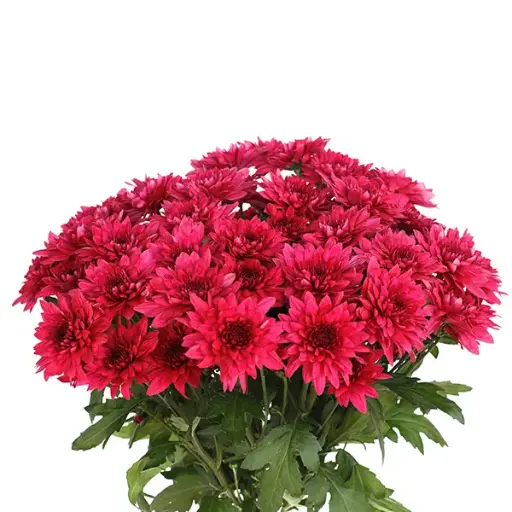 Chr Spray-Dante Purple (60) -5 stems