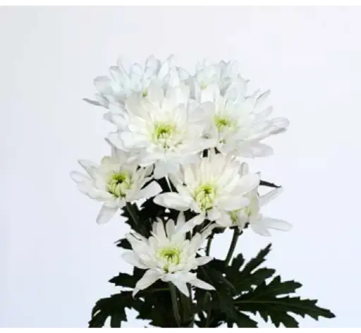 Chr Spray- Bonita (60) -5 stems